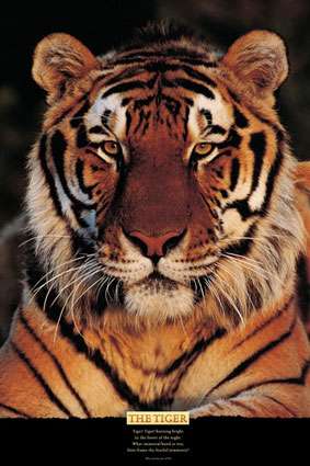 The Tiger