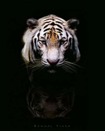 Bengal Tiger