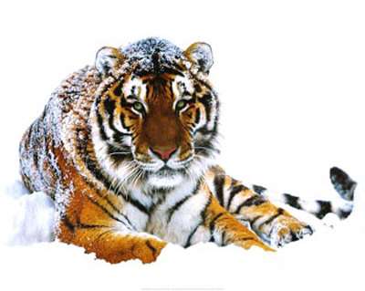 Siberian Tiger