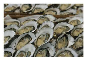 Oysters on the half-shell glisten with briny sweetness